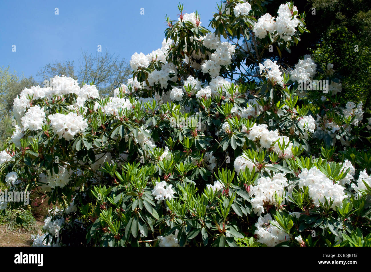 Rhododendron `Auriculatum` Stock Photo